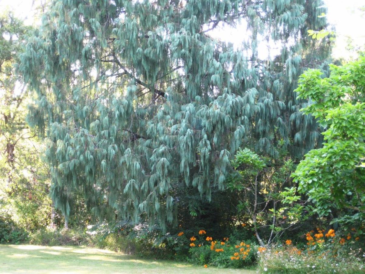 Leura Country Cottage Exterior foto